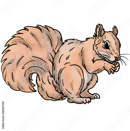 squirrel isolated on background