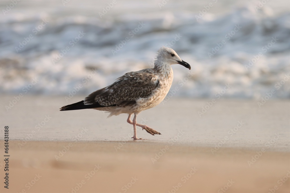 Seagull on the beach. Bird background. White bird. Seagull on the beach. Bird background. White bird.