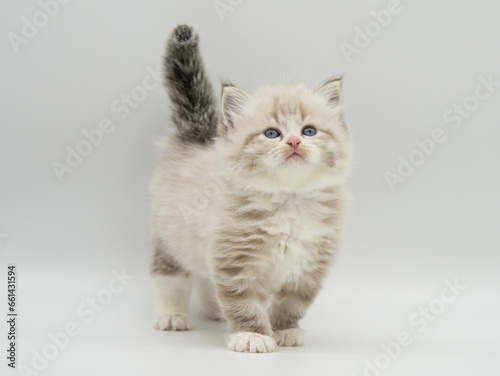 Neva masquerade kitten on a white background