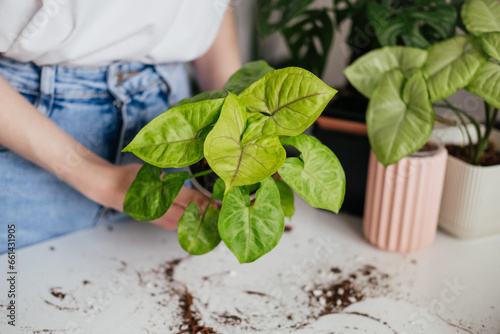 Woman repotting syngonium houseplant into transparent container. Hands adding up fresh soil in pot. Urban jungle indoors. Spring summer season photo