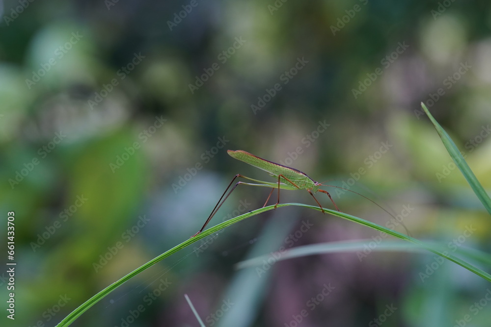 Tettigoniidae found in forests and grasslands. Tettigoniidae found in forests and grasslands.