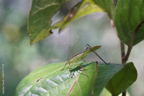 Tettigoniidae found in forests and grasslands.