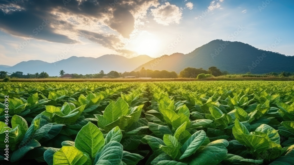A tobacco farmer stands in the middle of a tobacco field. - obrazy, fototapety, plakaty 