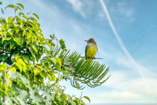 Tropical kingbird (Tyrannus melancholicus) is a large tyrant flycatcher bird. Quepos, Manuel Antonio National Park wilderness. Wildlife and bird watching in Costa Rica. photo