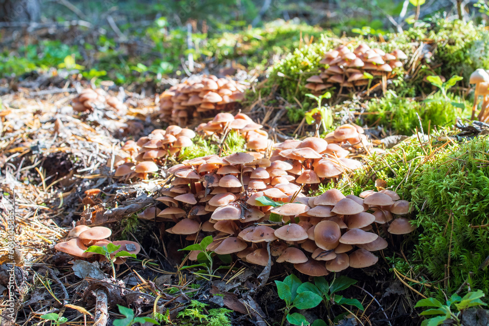 Mushrooms in the autumn forest Mushrooms in the autumn forest