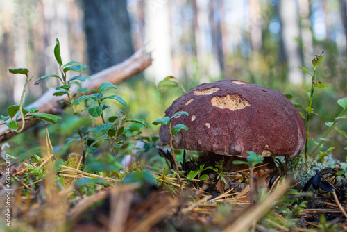 Mushrooms in the autumn forest