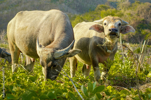 Two Indonesian cows with horns standing during sunset. First cow is eating grass. Second cow is looking. Trees and mountain in blurred background.  photo