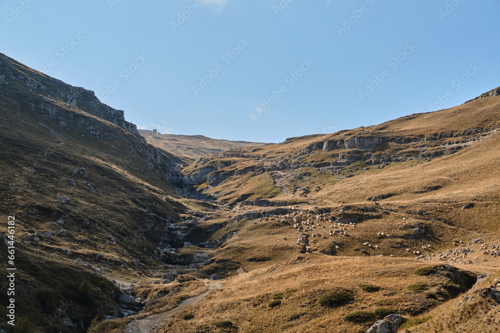The large flock of sheep 
Large flock of sheep graze in the mountains
European mountains traditional shepherding in high-altitude fields.