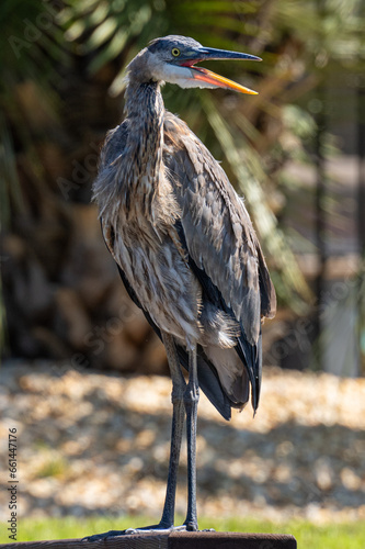 Blue Heron