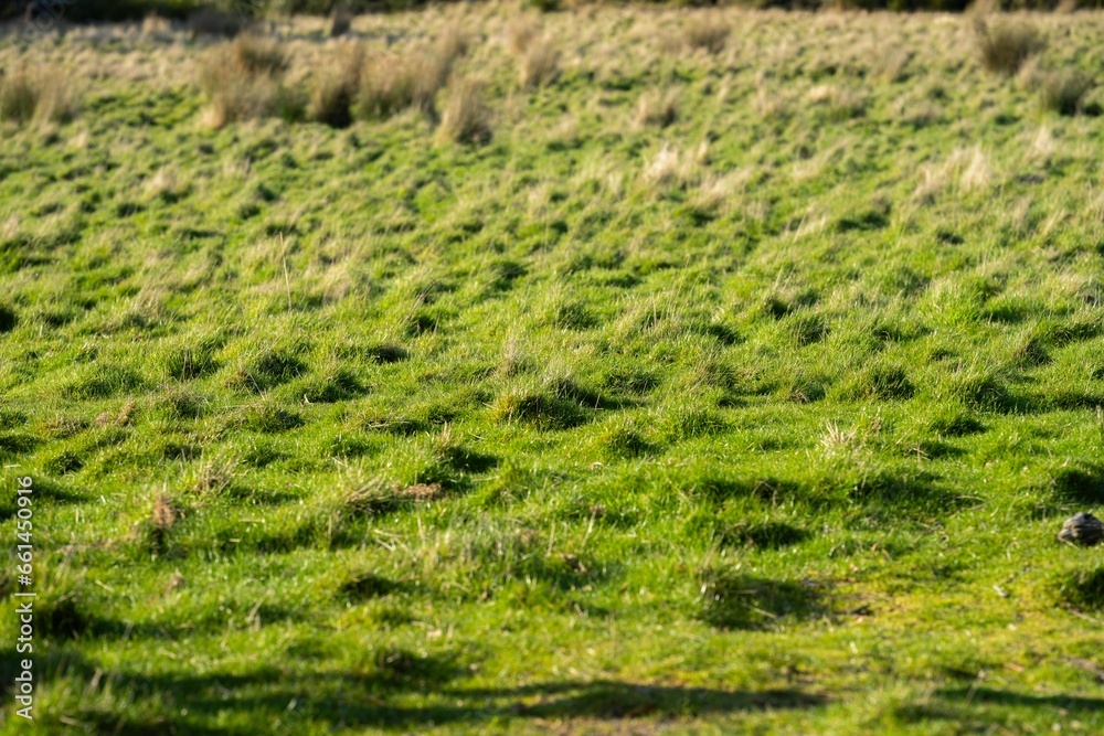 Pasture on a farm in Australia. Spring grass growth of green plants