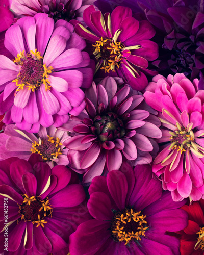 Beautiful colorful zinnia and dahlia flowers in full bloom  close up. Natural summery texture for background.