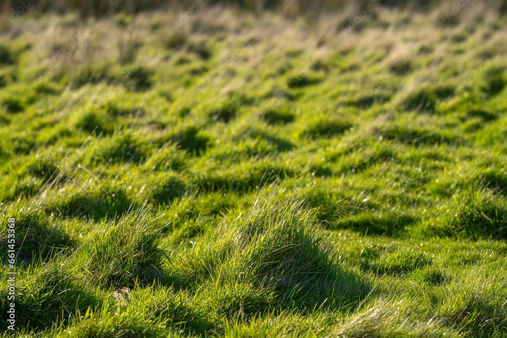ranch farming landscape, with rolling hills and cows in fields, in Australia. Beautiful green grass ranch farming landscape, with rolling hills and cows in fields, in Australia. Beautiful green grass