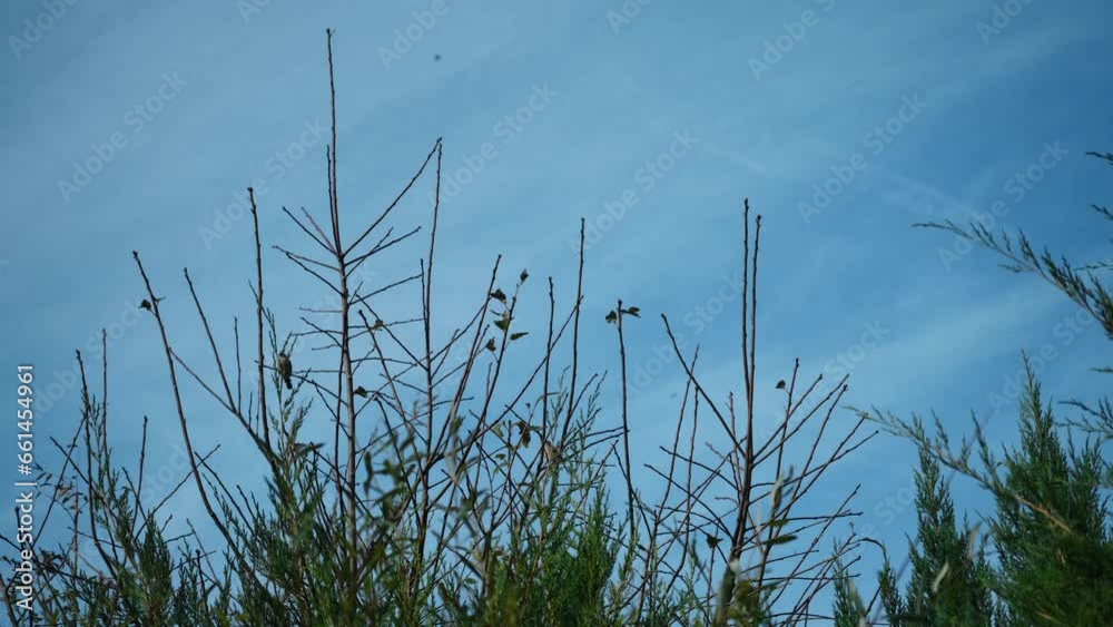 Sparrows jump on the branches of a bush in the garden against the blue sky. Horizontal 4k footage feathered inhabitants of the wild. Small birds sit on the bare branches of a tree in spring or autumn. Sparrows jump on the branches of a bush in the garden against the blue sky. Horizontal 4k footage feathered inhabitants of the wild. Small birds sit on the bare branches of a tree in spring or autumn.