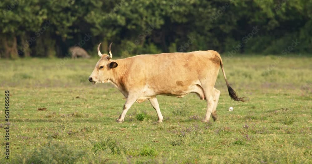 A female Podolian beef cattle is walking in a meadow A female Podolian beef cattle is walking in a meadow