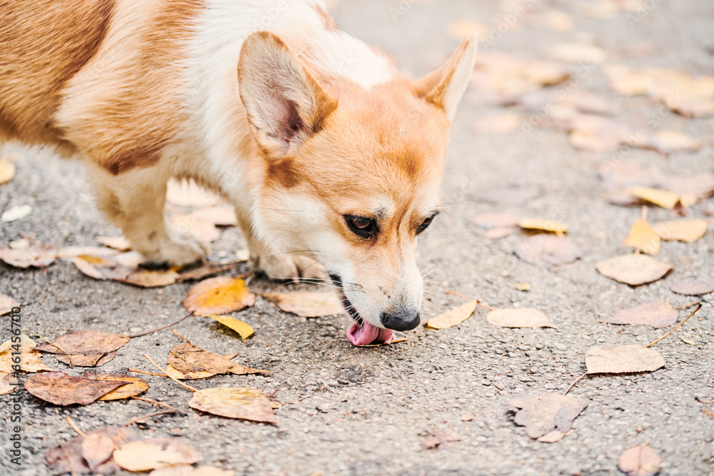 Pembroke Welsh Corgi on a walk. Portrait of a dog in the autumn park Pembroke Welsh Corgi on a walk. Portrait of a dog in the autumn park