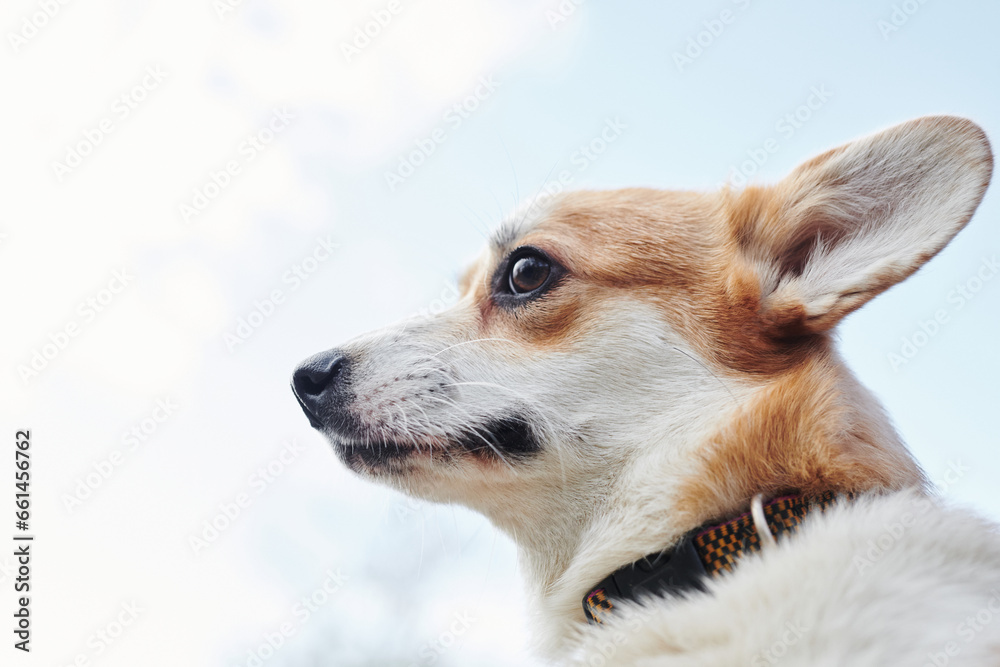 Pembroke Welsh Corgi on a walk. Portrait of a dog in the autumn park