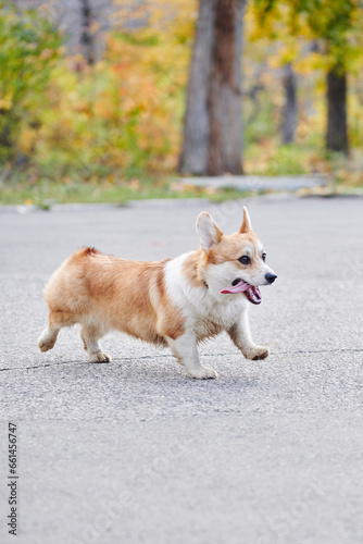 Pembroke Welsh Corgi on a walk. Portrait of a dog in the autumn park