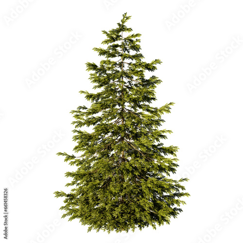 Spruce without background 