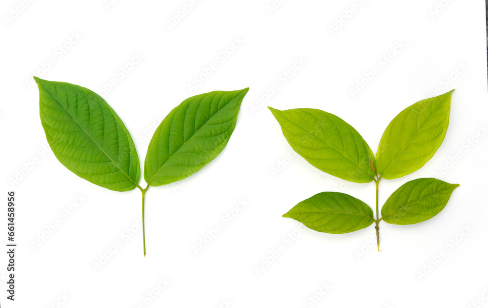 Very beautiful, fresh green leaves, Green leaf isolated on white background.