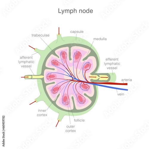 Anatomy of a lymph node. Simplified scheme showing external and internal structure. photo