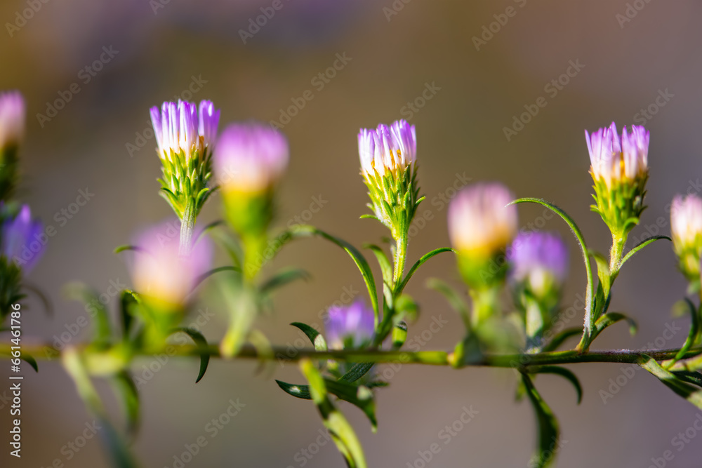 Row or chain of aster flower buds, the lilac-violet common Michaelmas daisy (Symphyotrichum x salignum). Macro close up of opening flower heads in a sunny garden in September with blurred background