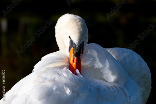 Portrait of a Mute swan (Cygnus olor, Anatidae). Big waterfowl bird with white plumage and colorful orange beak. Elegant mature animal isolated on dark background preening, cleaning its feathers.
