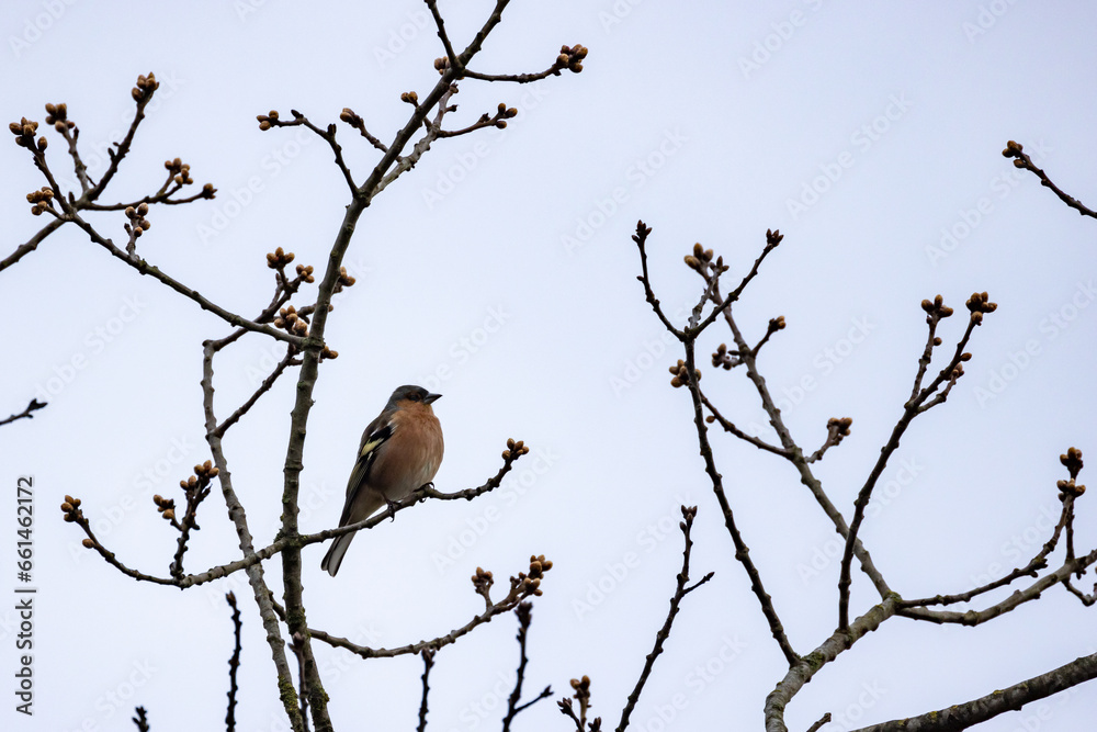 A close-up capture of a striking jackdaw perched gracefully on a leafless branch, showcasing the bird's charm against the backdrop of a winter landscape. Winter Jackdaw on Bare Branch. High quality