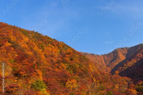 紅葉に彩られた山と秋晴れの青空