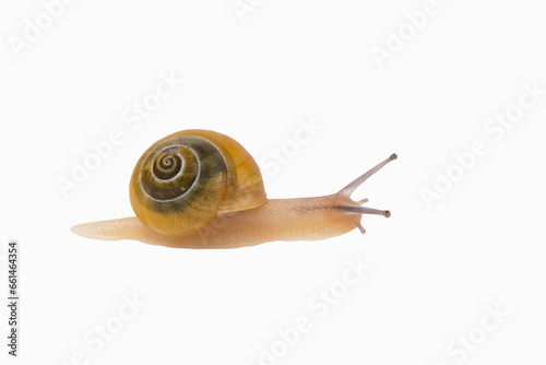 Snail. Slow living concept.