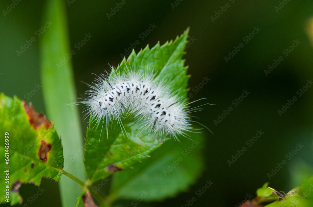 Obraz premium White caterpillar on green leaf