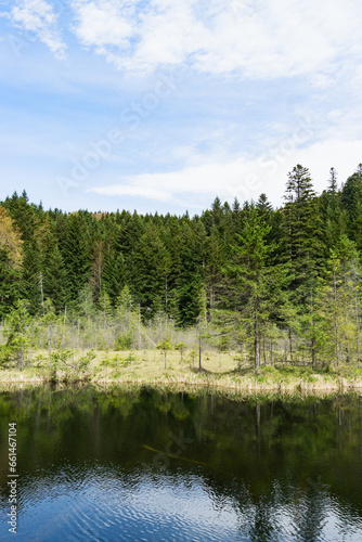 Green pine trees near the lake.