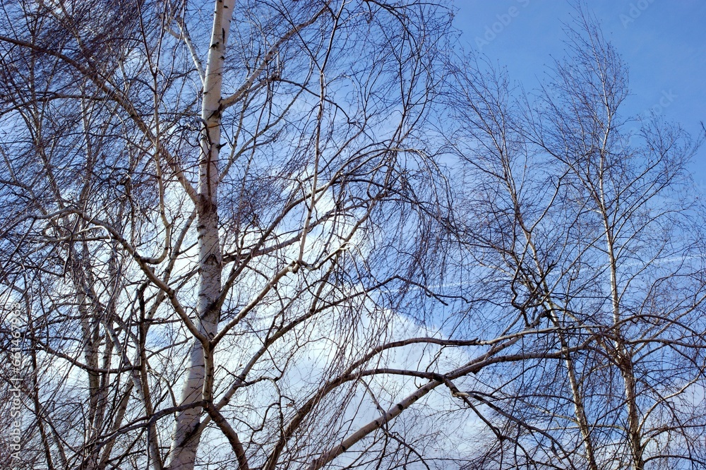 Bare birch trees flutter strongly in the wind during a strong wind - February winter with little snowfall , warning - the snow has recently melted Bare birch trees flutter strongly in the wind during a strong wind - February winter with little snowfall , warning - the snow has recently melted