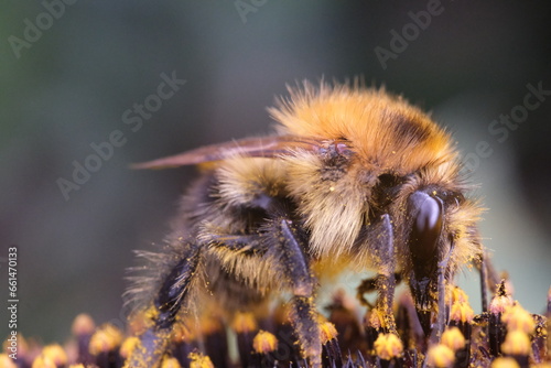 a bumble bee with pollen sitting on a sunflower collecting nectar.