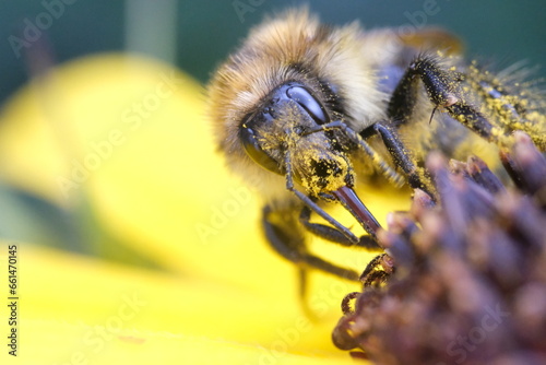 a bumble bee with pollen sitting on a sunflower collecting nectar photo