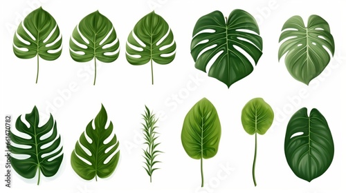 collection of green leaves on white background 