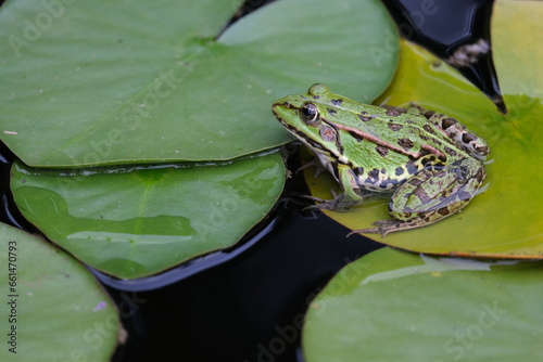 Pelophylax green edible frog sitting on a water lily close up macrophotography photo