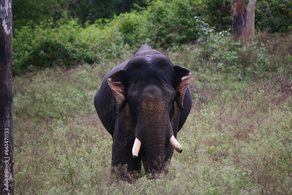 Obraz premium Wild elephant standing in the forest