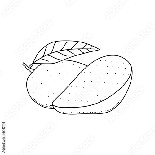 black and white fresh mango illustration with hand drawn or sketch style isolated on white background