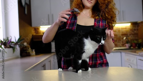 Young red-hair woman combing her with black and white cat at home kitchenby comb brush. Female taking care of pet removing hair at home. Cat lovers, grooming, combing wool, hygiene concept at home. photo