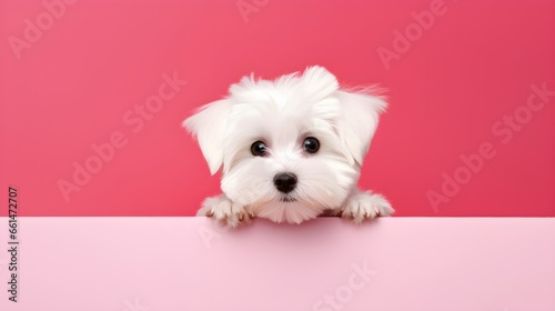 white terrier puppy, maltese dog holding a white blank paper or placard, isolated on pink background photo