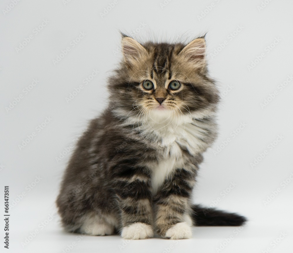 Siberian kitten on a white background Siberian kitten on a white background