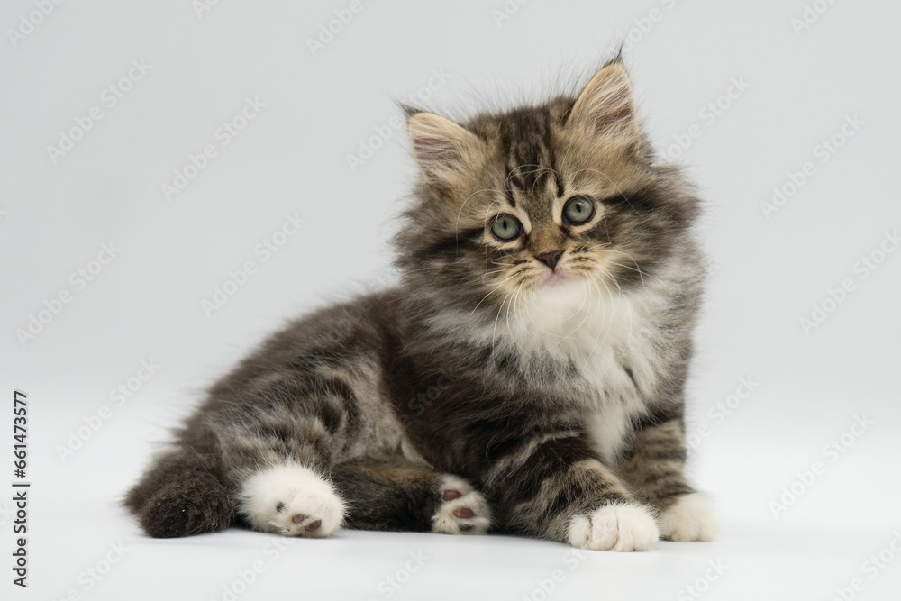 SiberSiberian kitten on a white backgroundian kitten on a white background