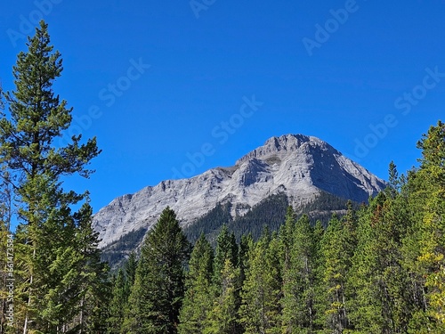 Untouched nature landscape of a mountain peak surrounded by an evergreen forest with a clear blue sky.