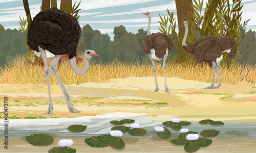 A herd of African common ostriches on the shore of a pond with blooming water lilies. Wildlife of Africa. Realistic vector landscape.
