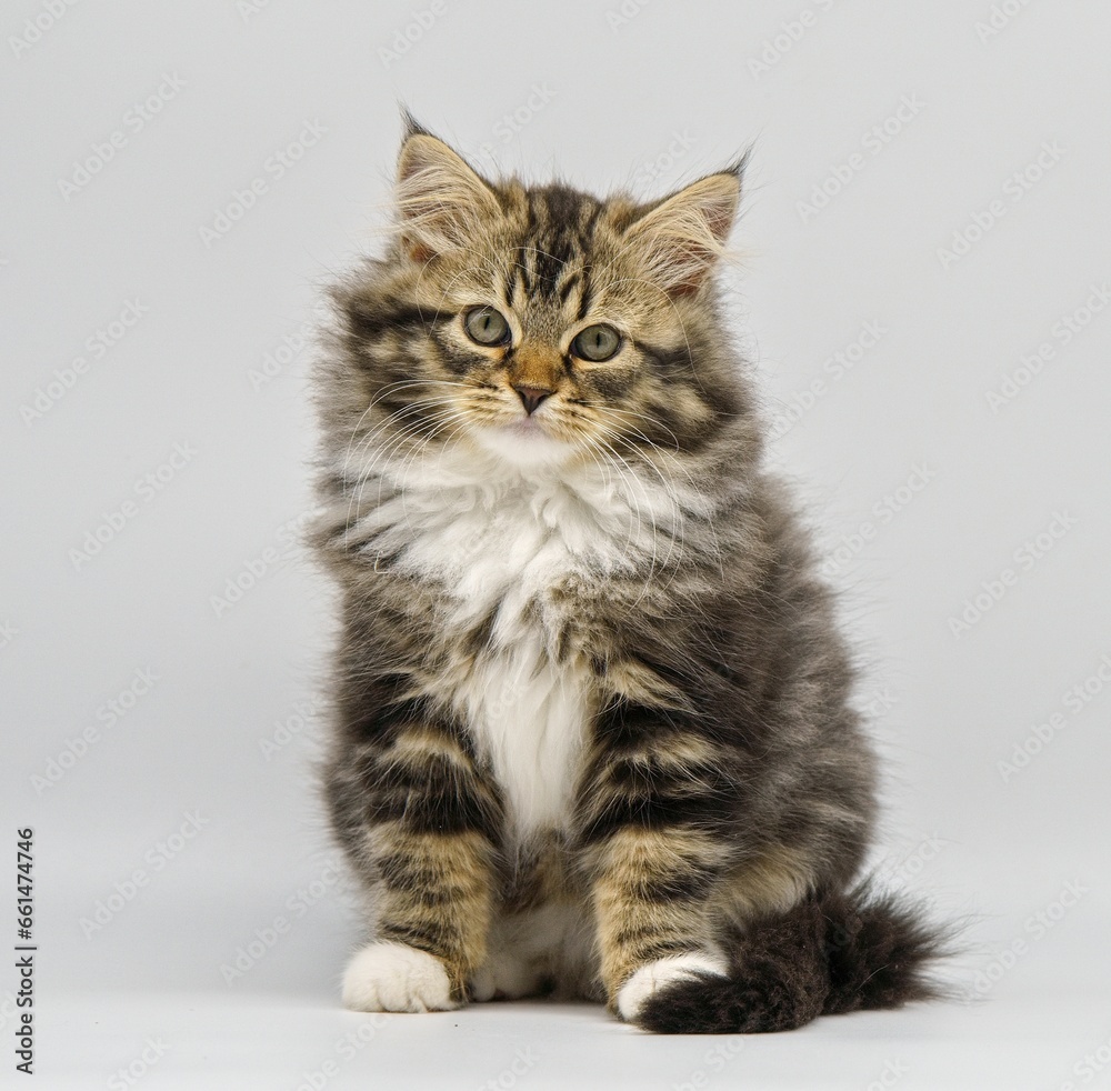 Siberian kitten on a white background Siberian kitten on a white background