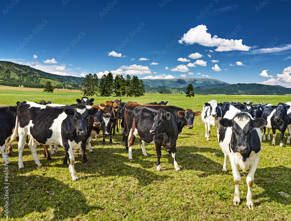 Herd of cows in a green field