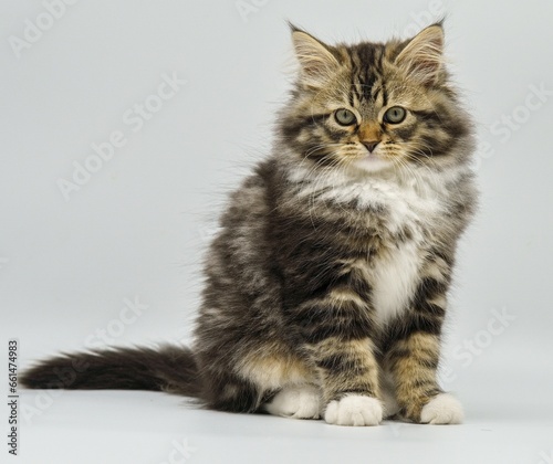 Siberian kitten on a white background photo