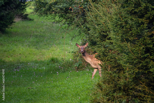 Red Deer - Cervus elaphus, large beautiful iconic animal from European forests and meadows, White Carpathians, Slovakia.