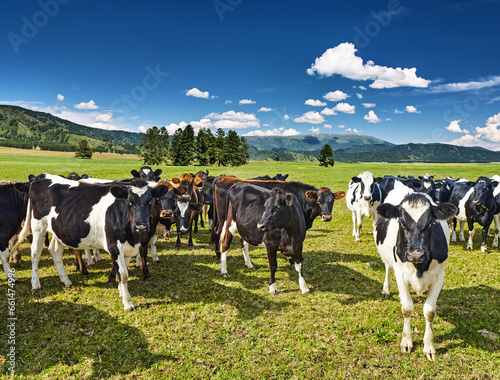 Herd of cows in a green field © Dmitry Pichugin