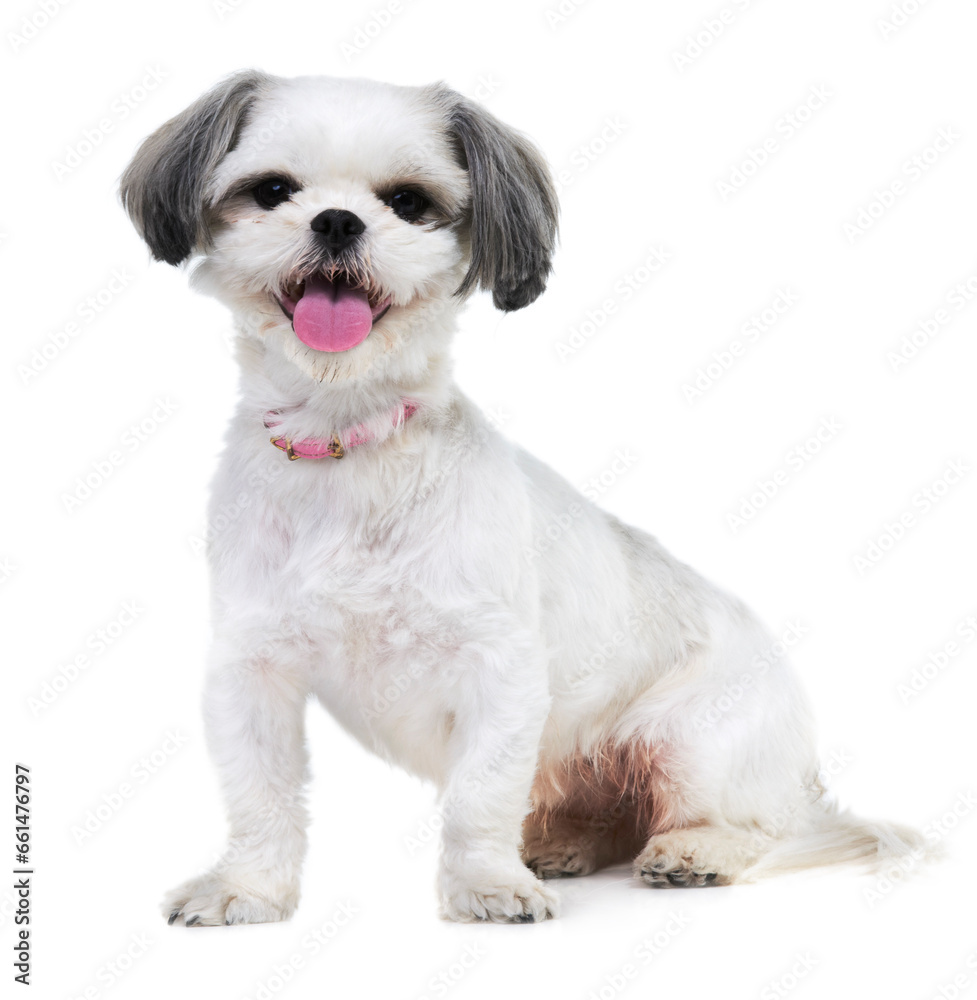 Animal, pet and portrait of dog in studio for friendship, adoption and rescue on white background. Domestic pets, mockup and isolated fluffy, adorable and cute Lhasa apso for happy, fun and health Animal, pet and portrait of dog in studio for friendship, adoption and rescue on white background. Domestic pets, mockup and isolated fluffy, adorable and cute Lhasa apso for happy, fun and health